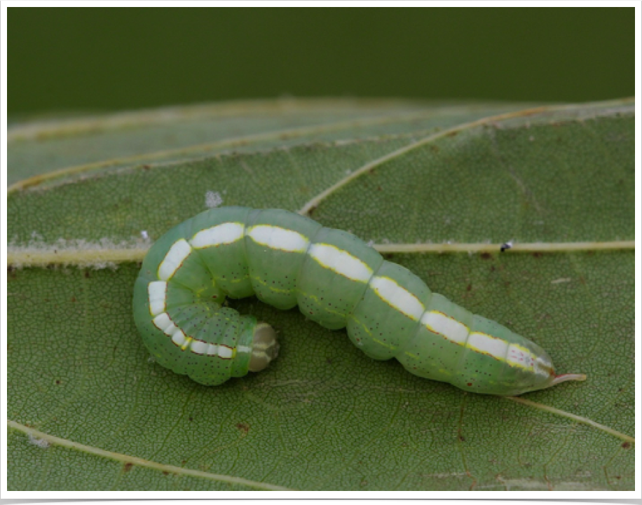 Misogada unicolor
Drab Prominent
Perry County, Alabama